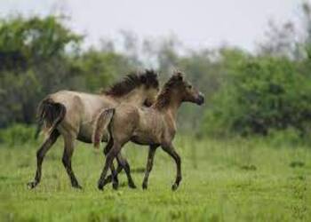 DIBRU - SAIKHOWA NATIONAL PARK